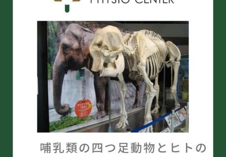 哺乳類の四つ足動物とヒトの股関節の違いについて