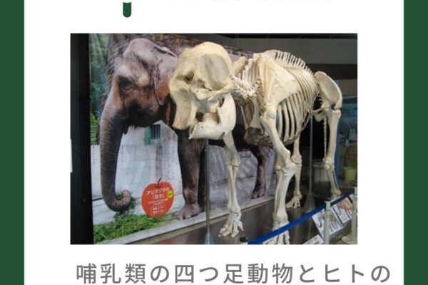 哺乳類の四つ足動物とヒトの股関節の違いについて