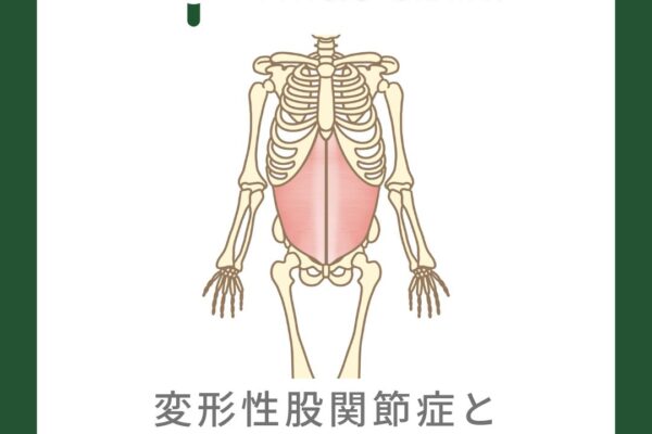 変形性股関節症と腹横筋の関係について