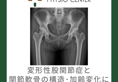 変形性股関節症と関節軟骨の構造・加齢変化について