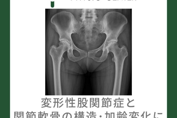 変形性股関節症と関節軟骨の構造・加齢変化について
