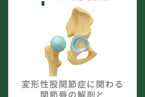 変形性股関節症に関わる関節唇の解剖と損傷メカニズム