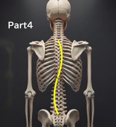 なぜ「経過観察」中に側弯体操を勧められないことがあるのか？分かりやすく解説Part４‐「勧められていない＝効果がない」という意味ではありません‐