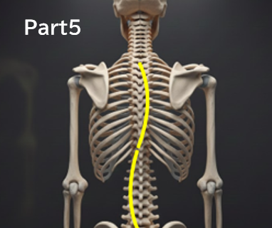 なぜ「経過観察」中に側弯体操を勧められないことがあるのか？分かりやすく解説Part5　‐海外と日本の違い‐