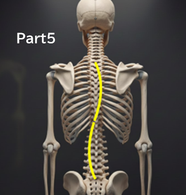 なぜ「経過観察」中に側弯体操を勧められないことがあるのか？分かりやすく解説Part5　‐海外と日本の違い‐