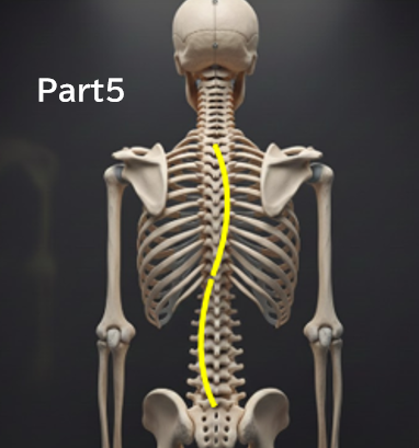 なぜ「経過観察」中に側弯体操を勧められないことがあるのか？分かりやすく解説Part5　‐海外と日本の違い‐